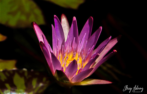 Lotus Blooming Signed Photography Art Stacy Adams Photography