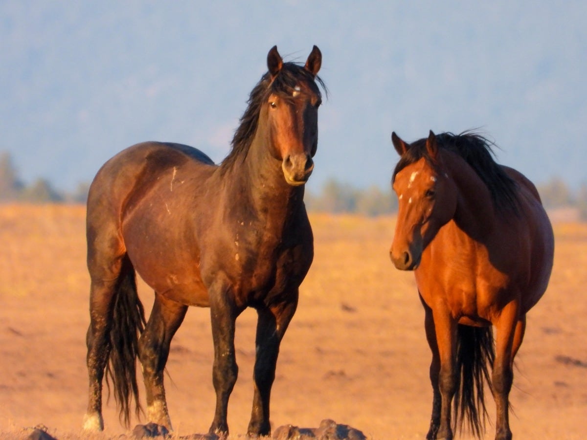 About The Devil S Garden Mustangs Wild And Free Mustangs