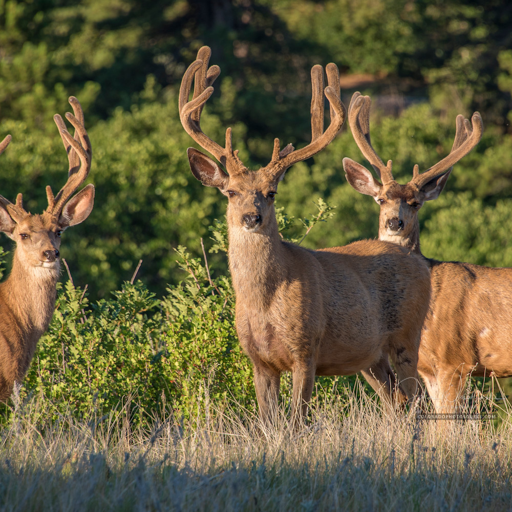 Photo Of Three Colorado Mule Deer Bucks Posing Majestically For Camera