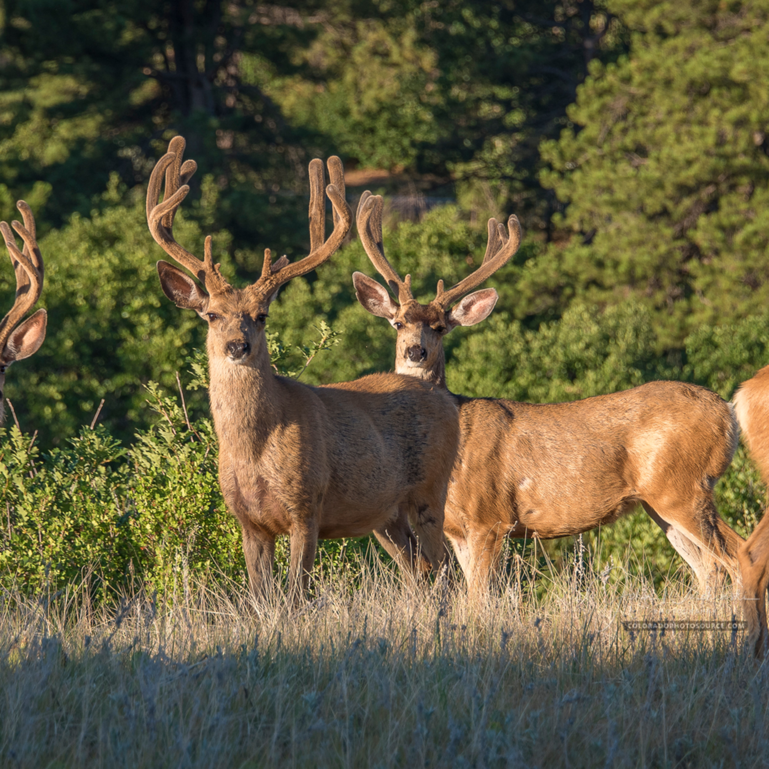 Photograph of Colorado Mule Deer Brothers Young Bucks Out for Early