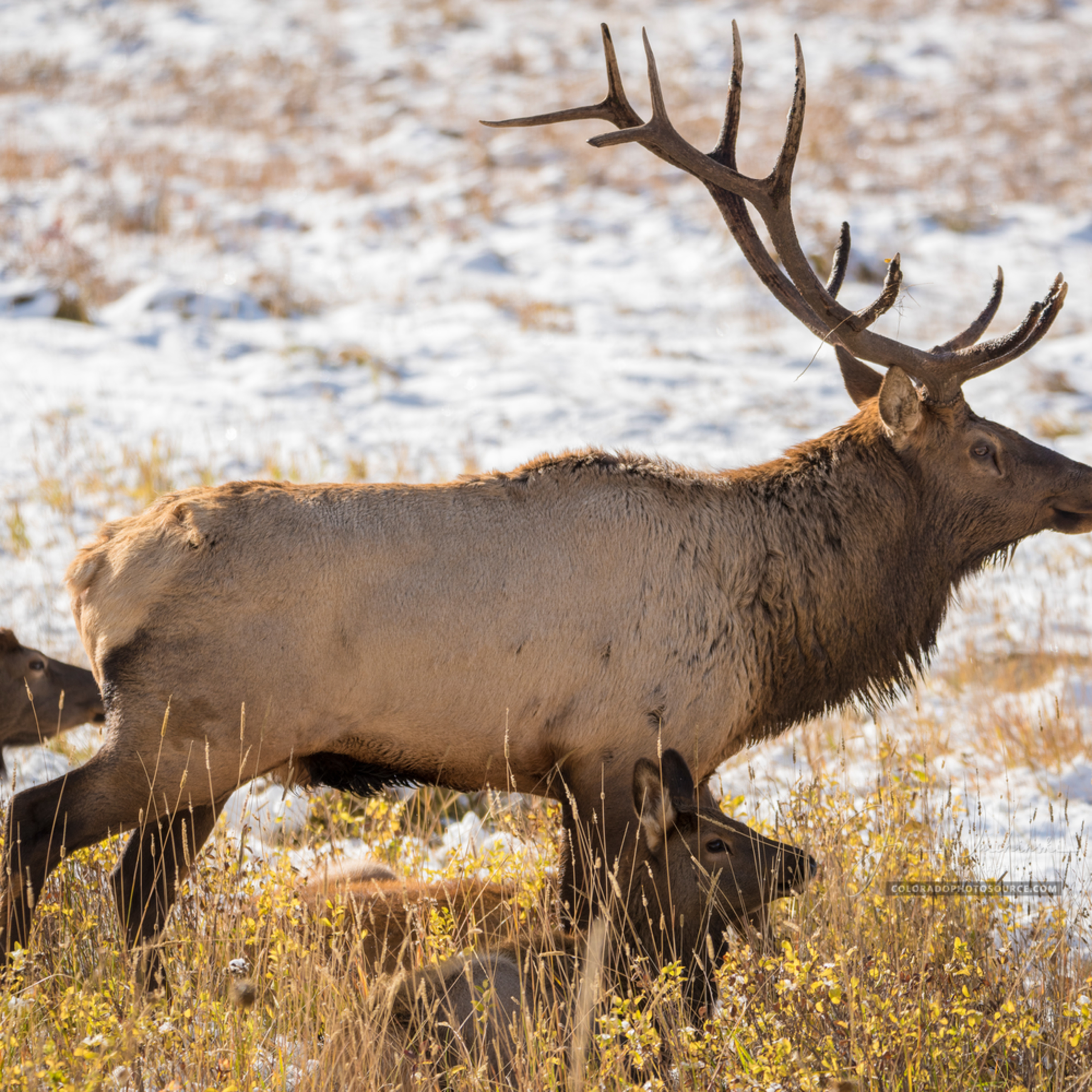 Photo of Colorado Bull Elk Watching Over Harem Rocky Mountain National Park