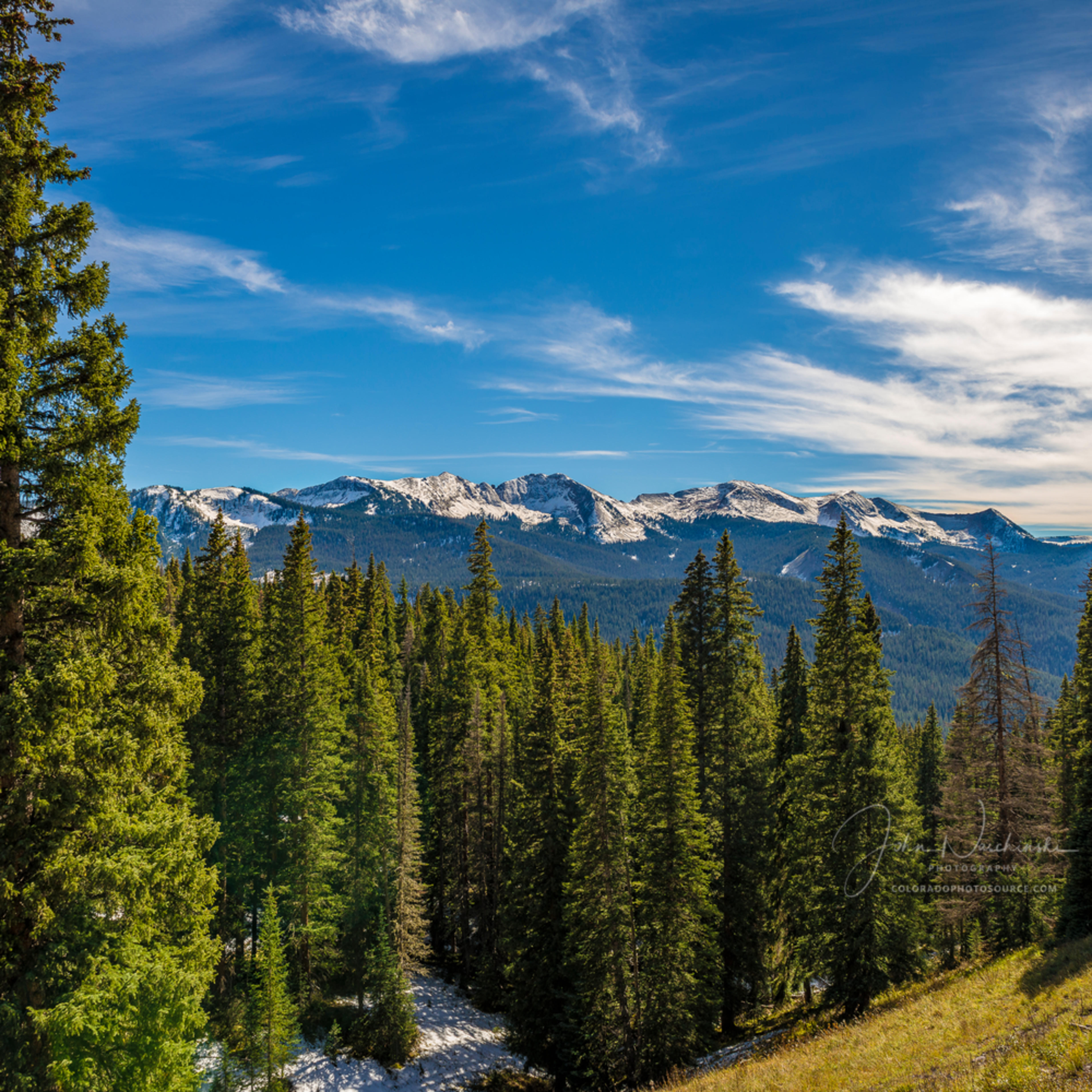 Picture Of West Elk Mountains Framed By Colorado Pine Trees