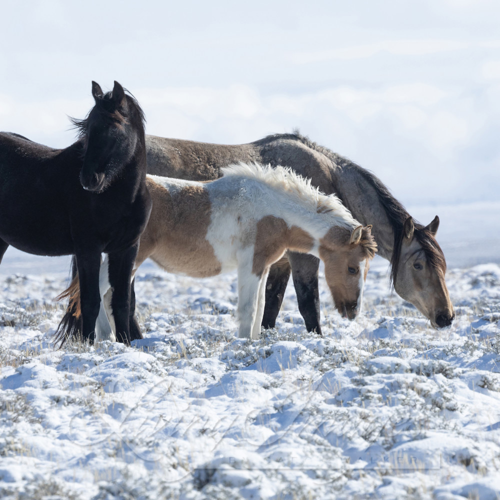Carolwalkermaresandfoalsinthesnow kcixjz
