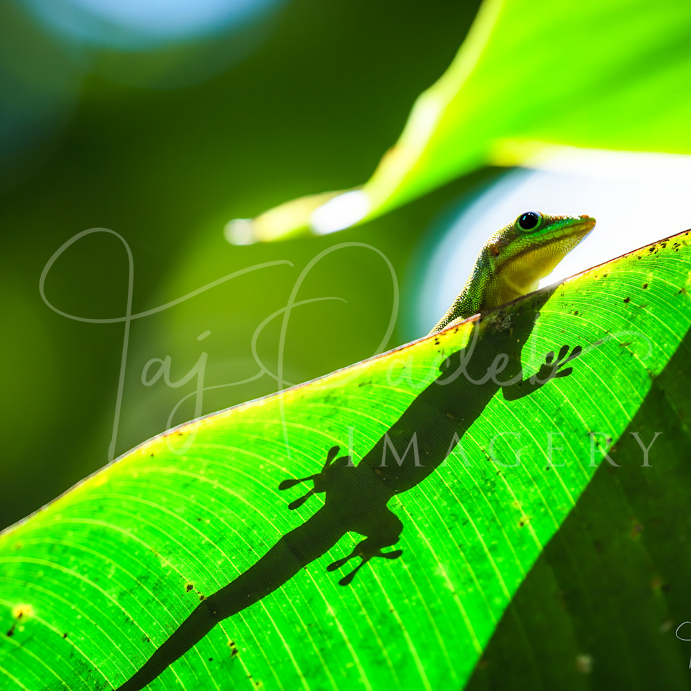 Gecko sunbathing  fezon9