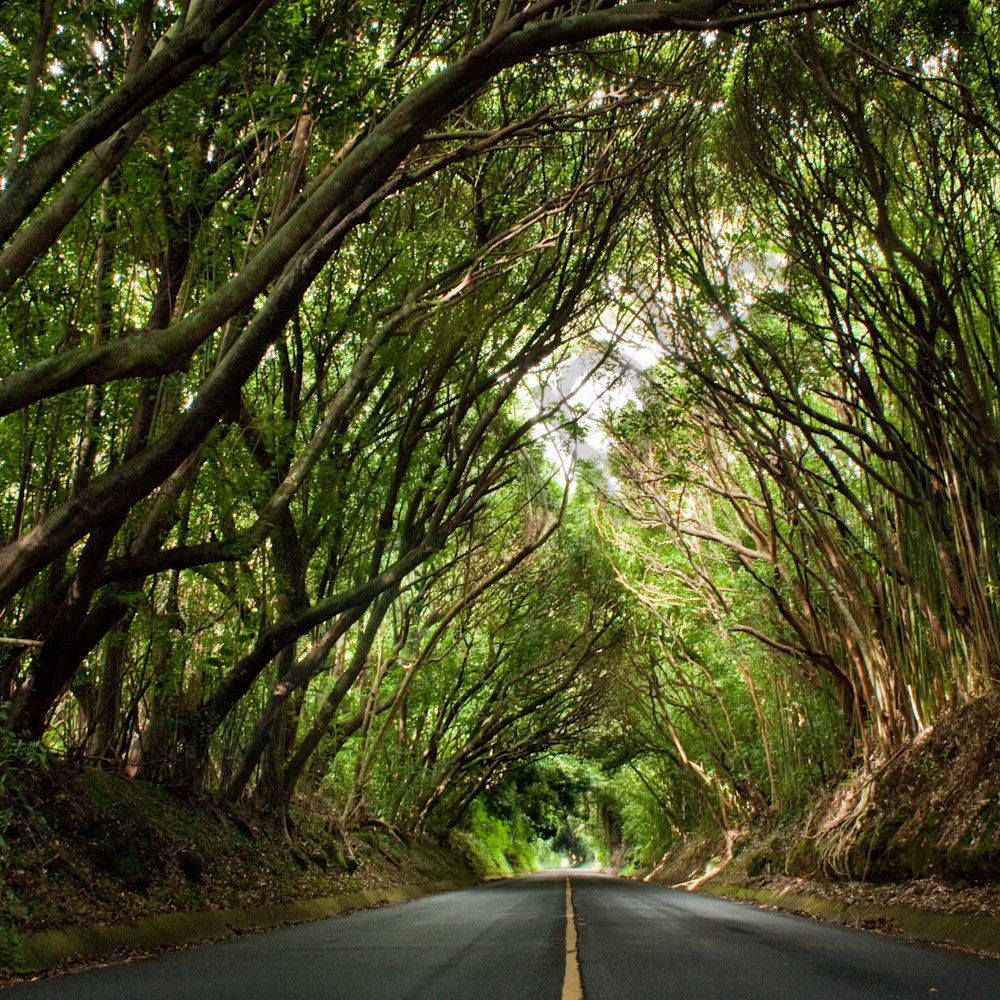 Hawaii Photography Tree Tunnel by Douglas Page