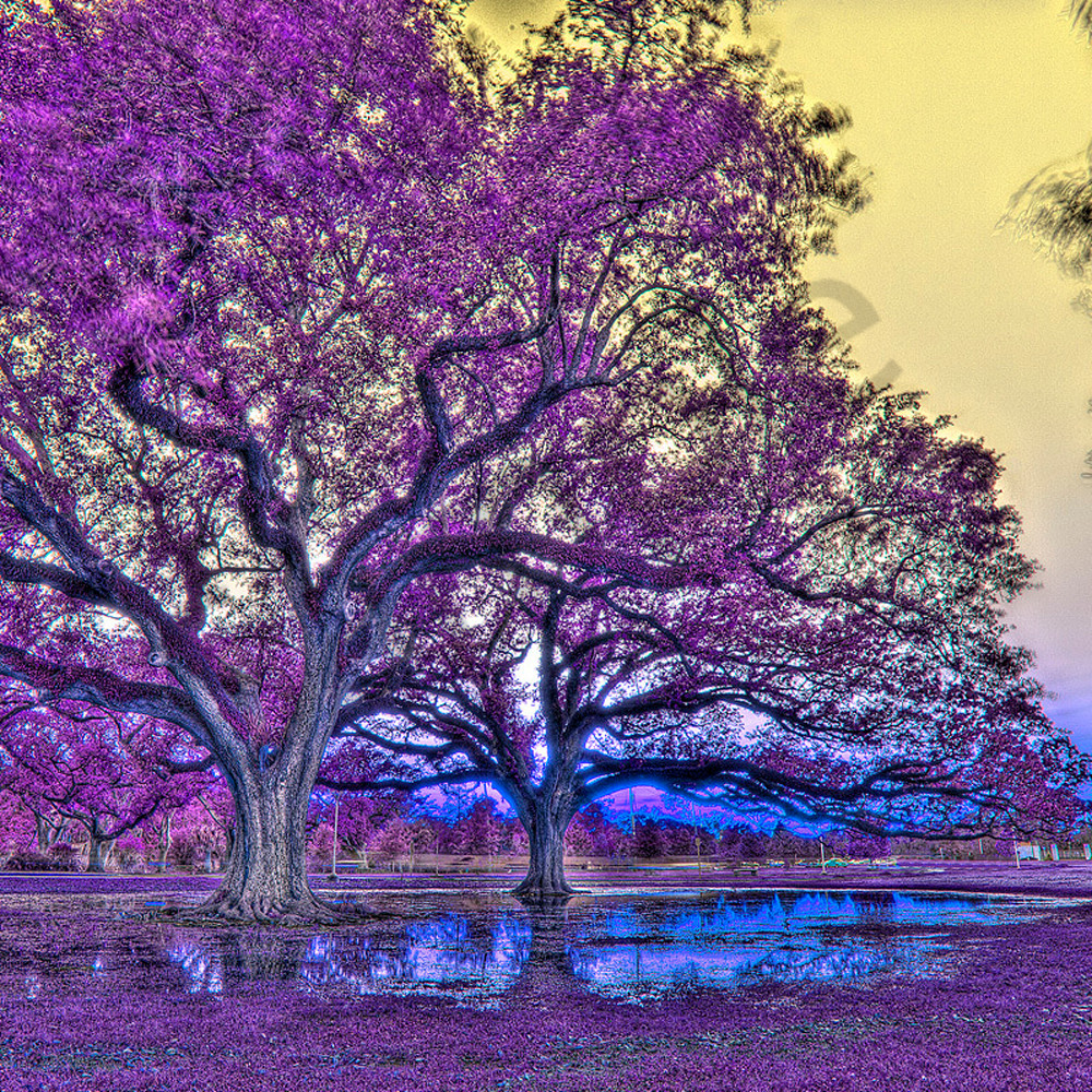 Purple Oaks Photography Art Zakem Art LLC