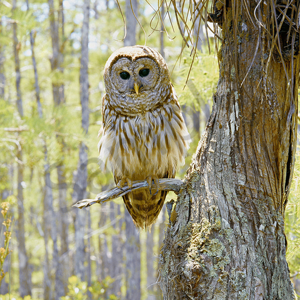 Barred owl 4x6 fbjtsm