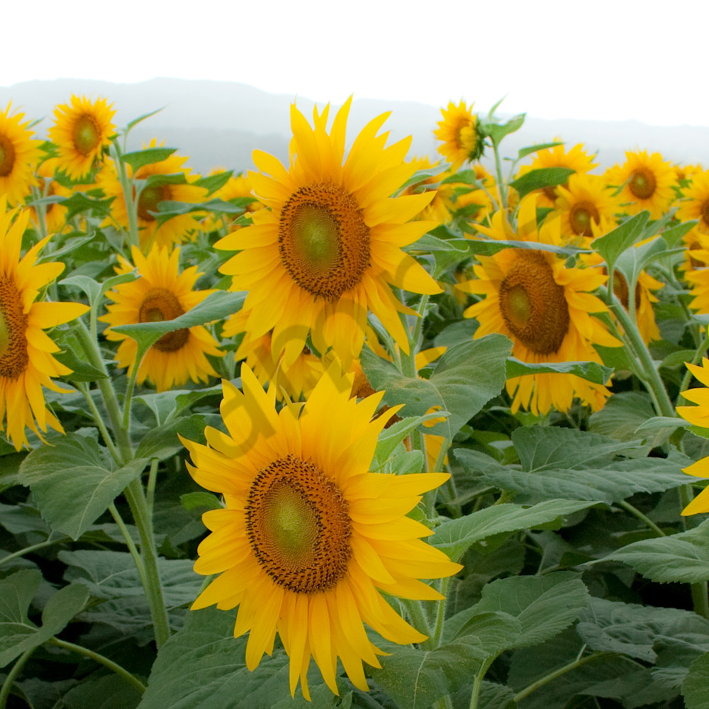 Hawaii Photography Giant Sunflowers by Douglas Page