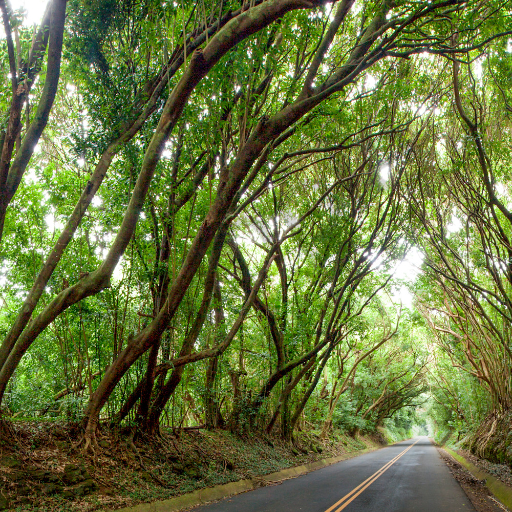 Hawaii Photography Nuuanu Tree Tunnel by Douglas Page