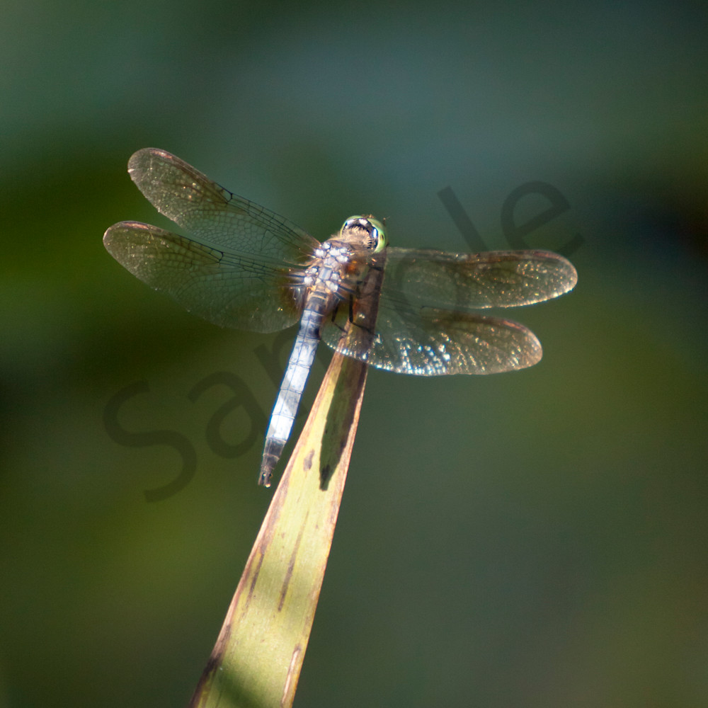 Dragonfly   xpy0np