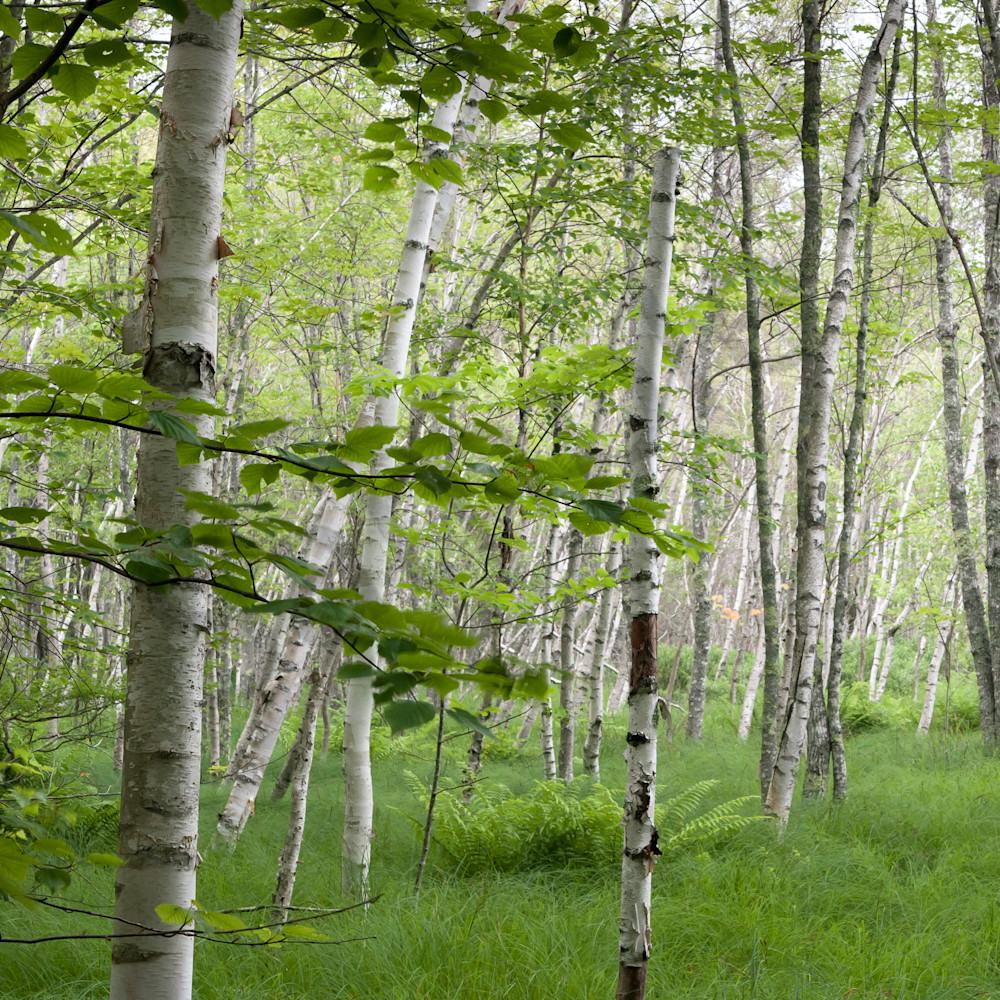 White birch forest c vnwudx