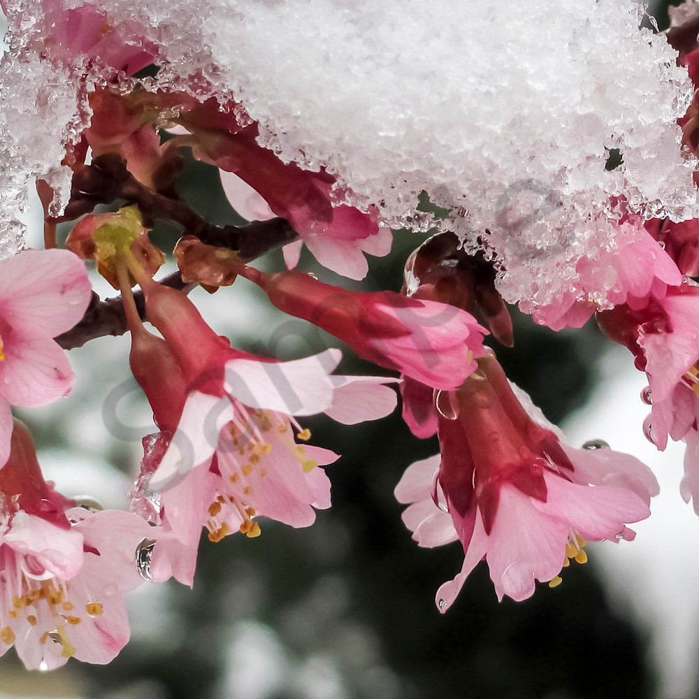Okame cherry in snow c ezuusj