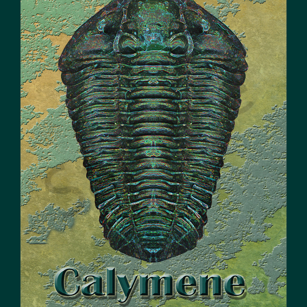 Calymene 8.5 x 11 nxowpo