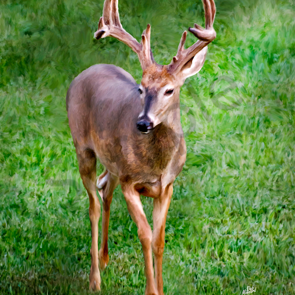 A lovely white tail buck.