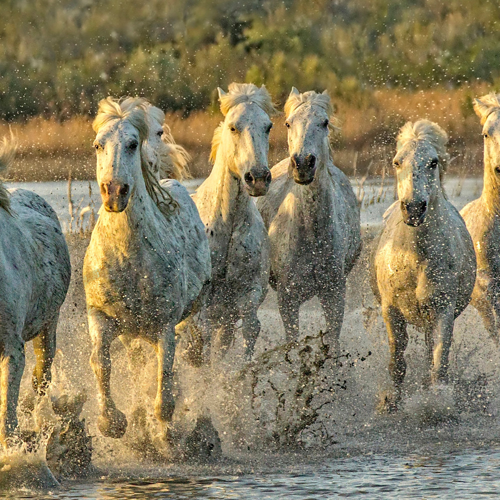 Horsepower pyji1p