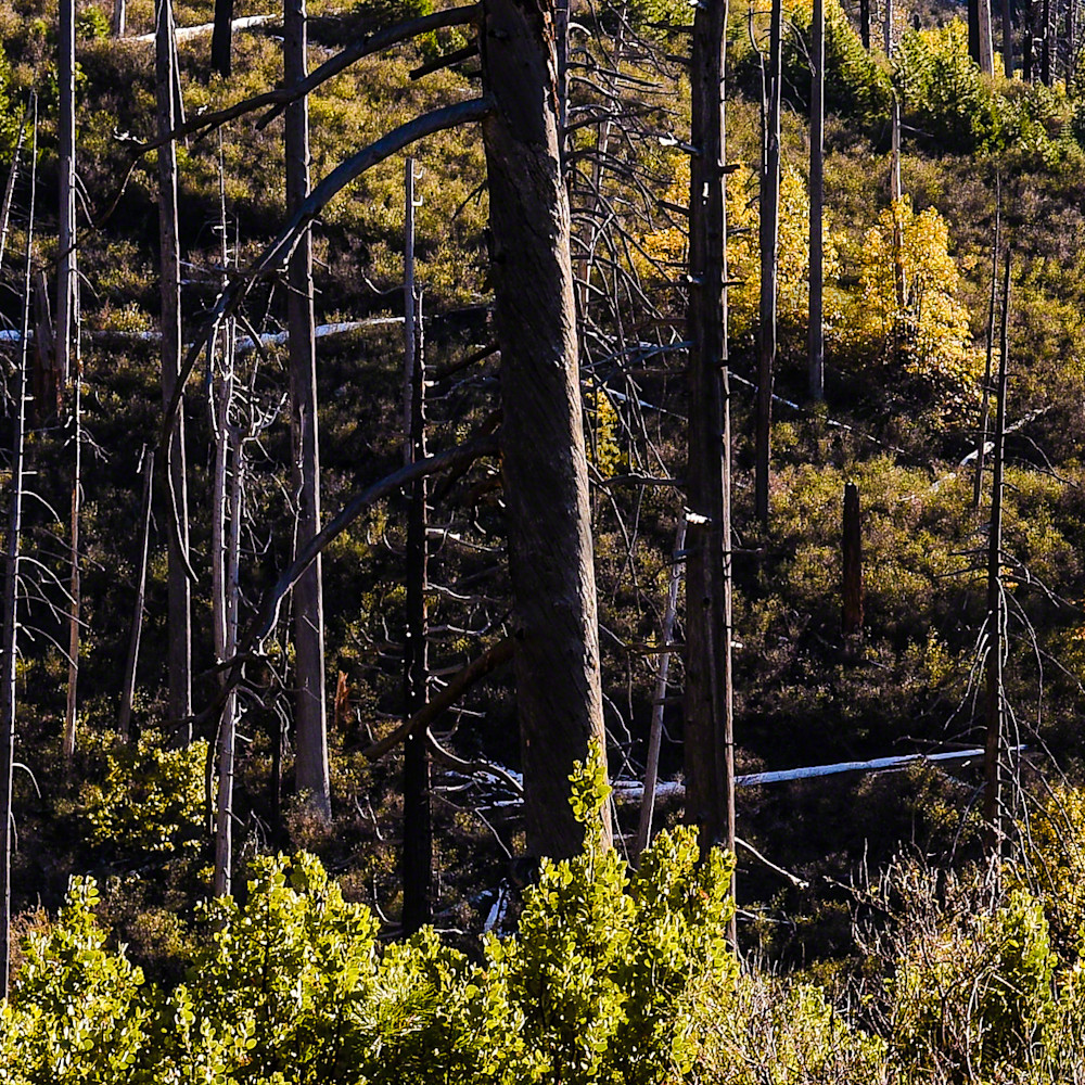 Yosemite ryn arnold ilqubb