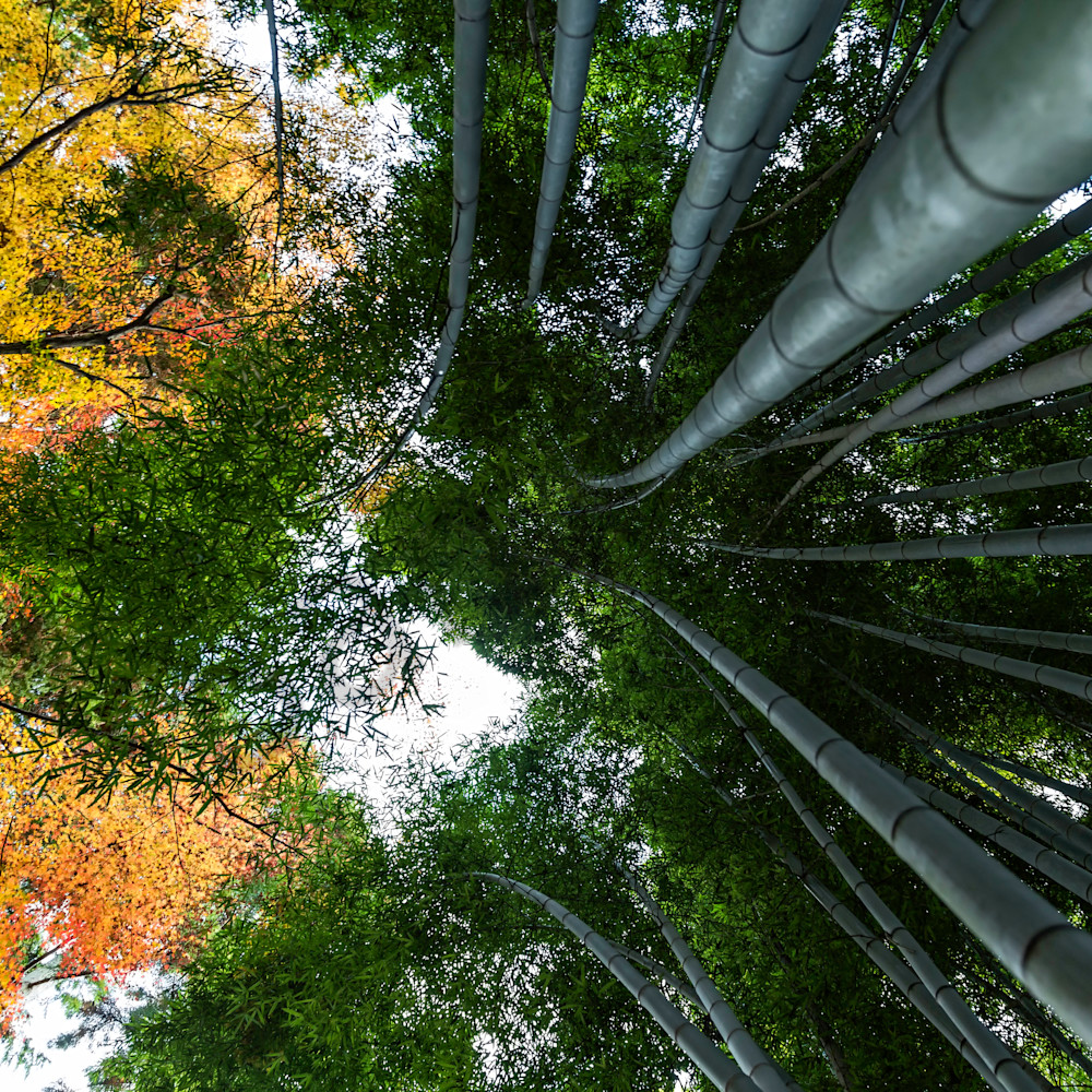Fall in arashiyama vhdlte