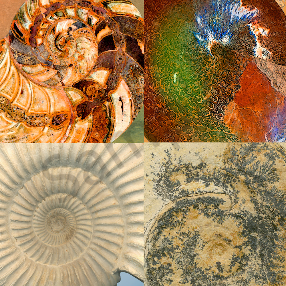 Four fossil ammonite detail u4qcws