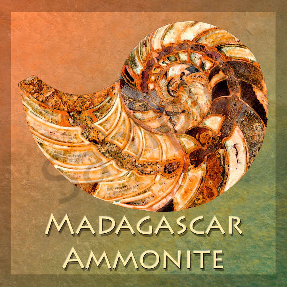 Amonite madagascar with background zebuon