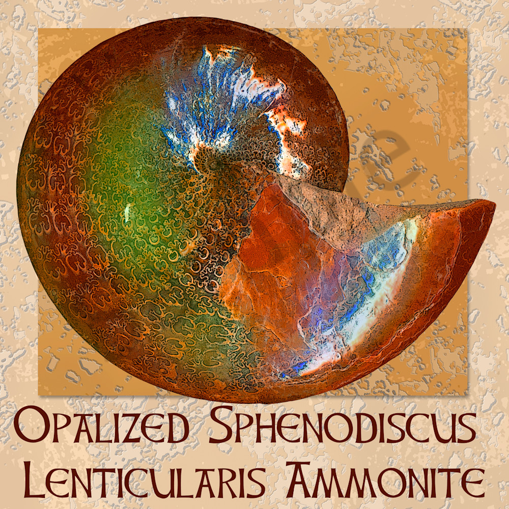 Opalized sphenodiscus lenticularis qmwsku
