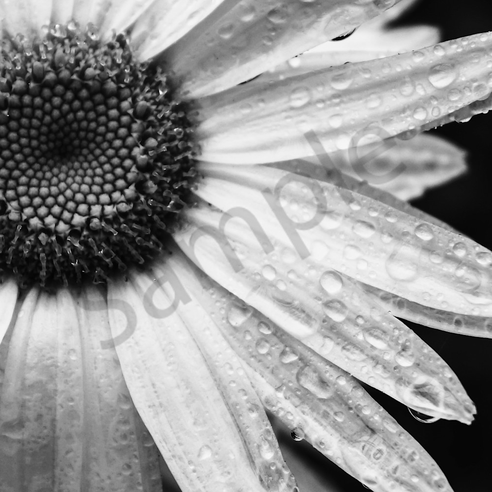 Rain drops on a daisy i8f4eb