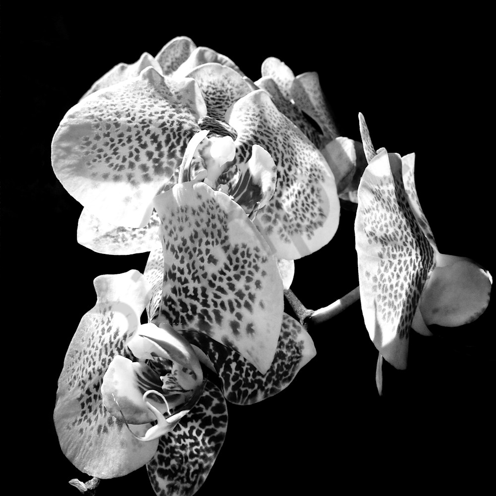 Orchids in still life e2dt6r