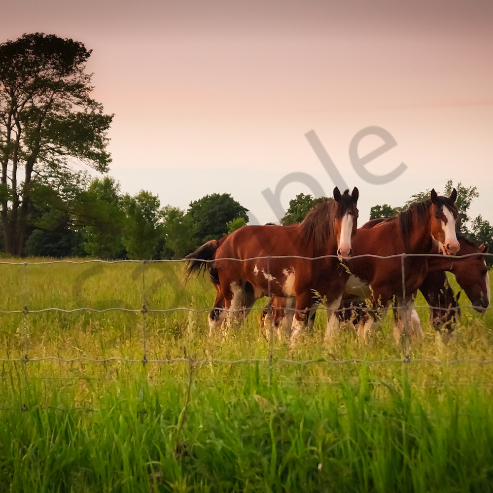 Horses at sunset fq6yxb