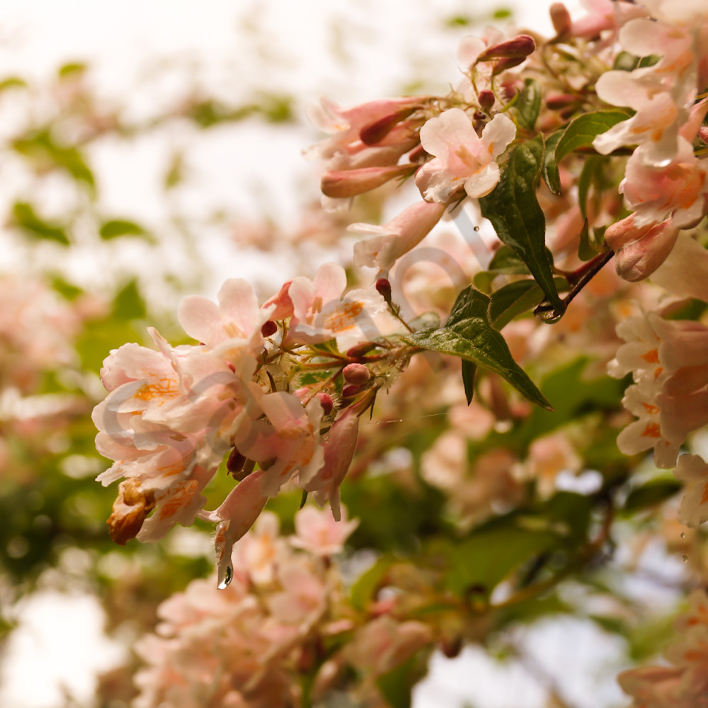 Pink abelia blossoms iiwlby