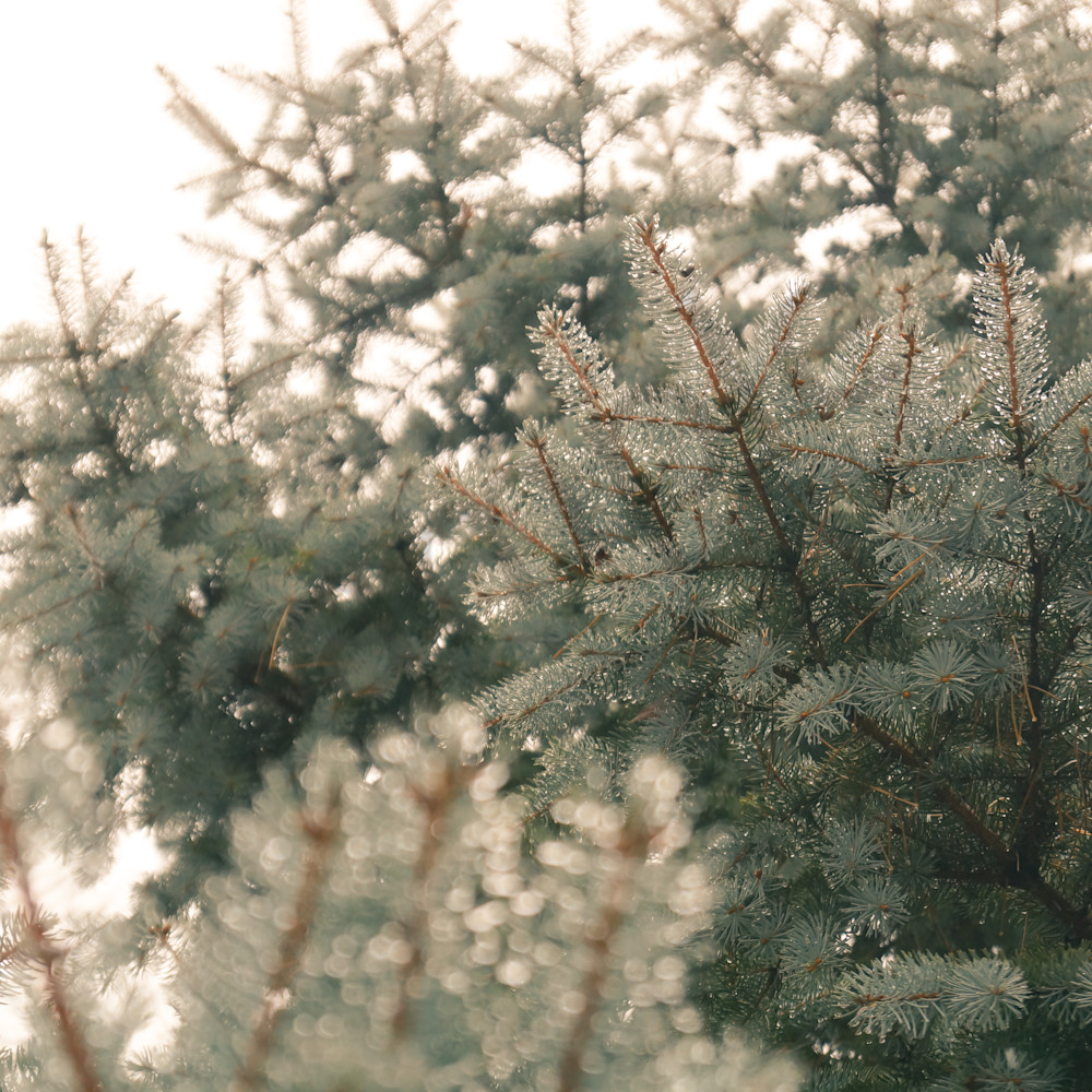 Blue spruce in the fog ziujp4