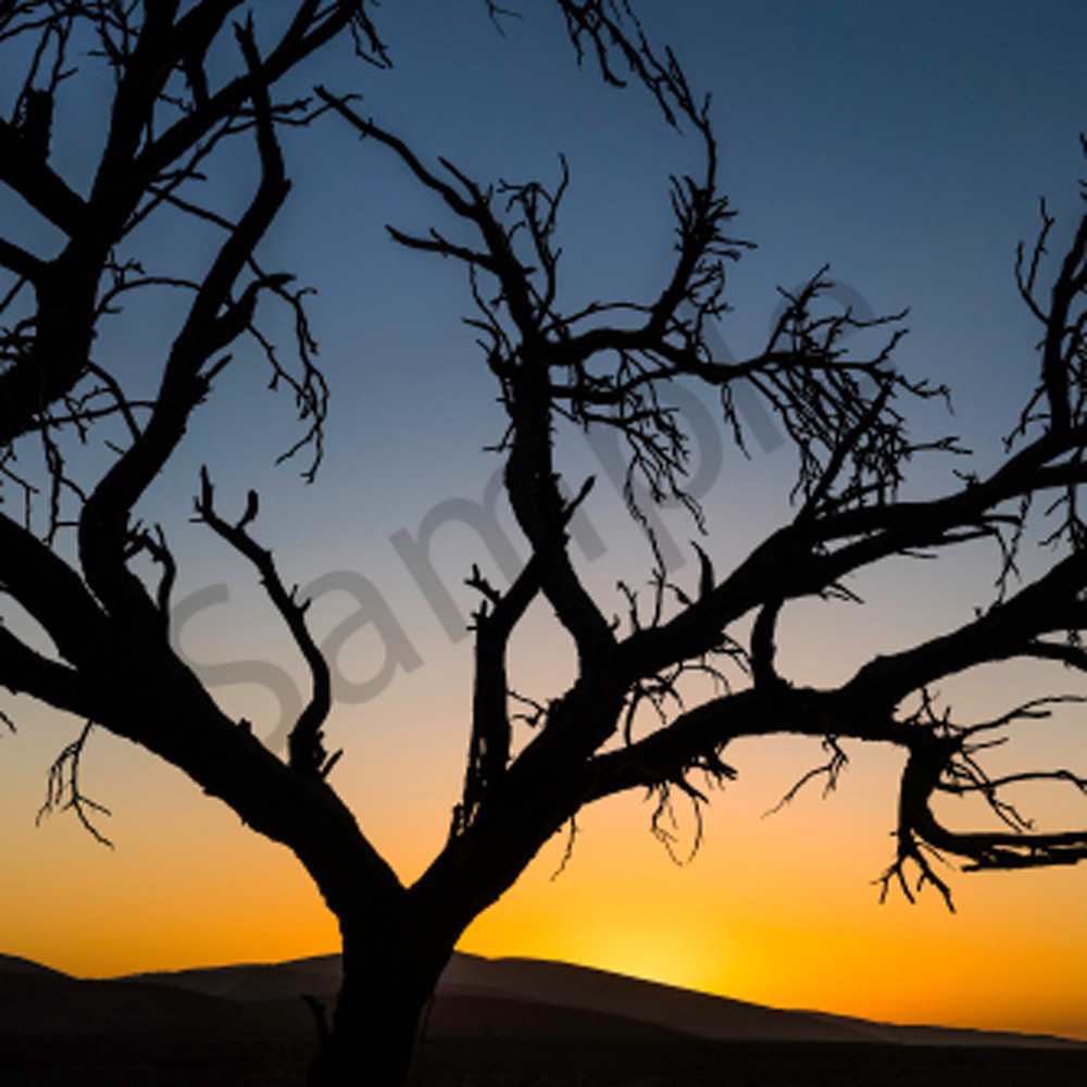 Tree of life pano namibia zvtt4d
