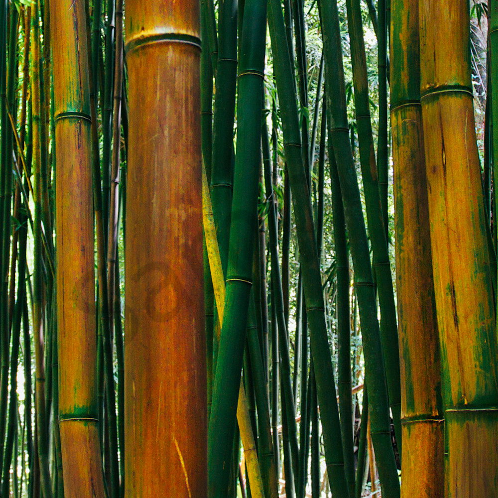 Bamboo orange 1 wdlbrb