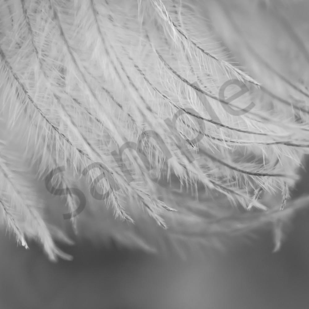 Romantic conceptual and abstract black & white macro photograph of soft and dreamy feathers for