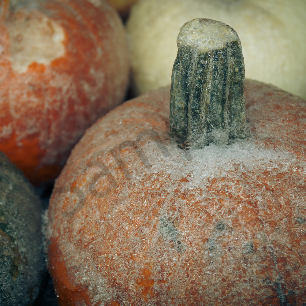 Frosty pumpkins zcta0w