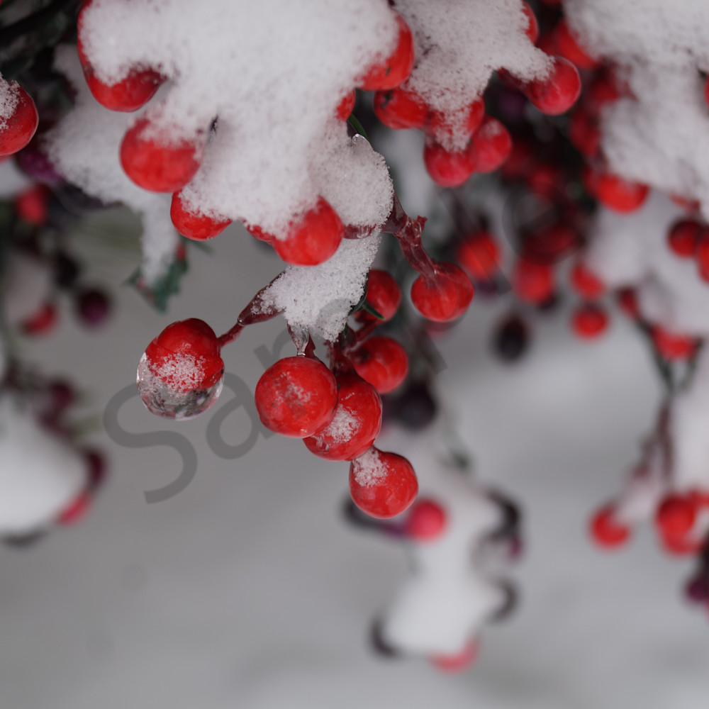 Berries under snow xr3vko