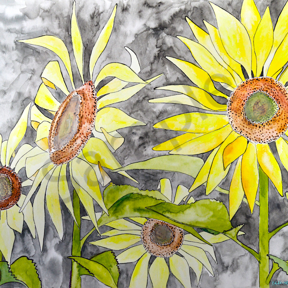 Sunflower1 muhlni