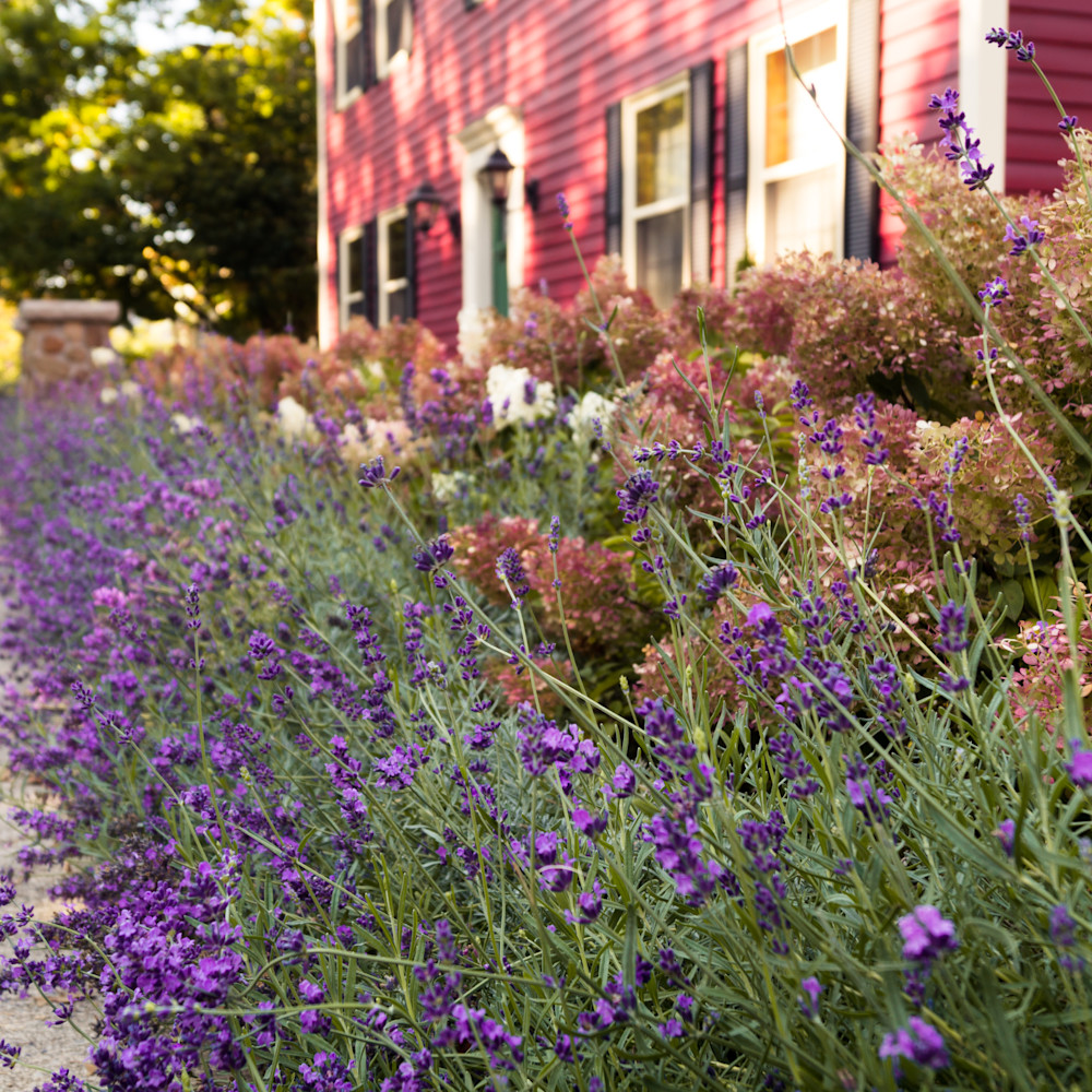 Lavender Border Photography Art Sage & Balm Photography