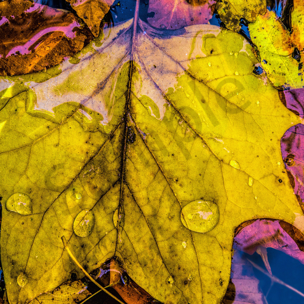 Raindrops on leaves website qnb8p5