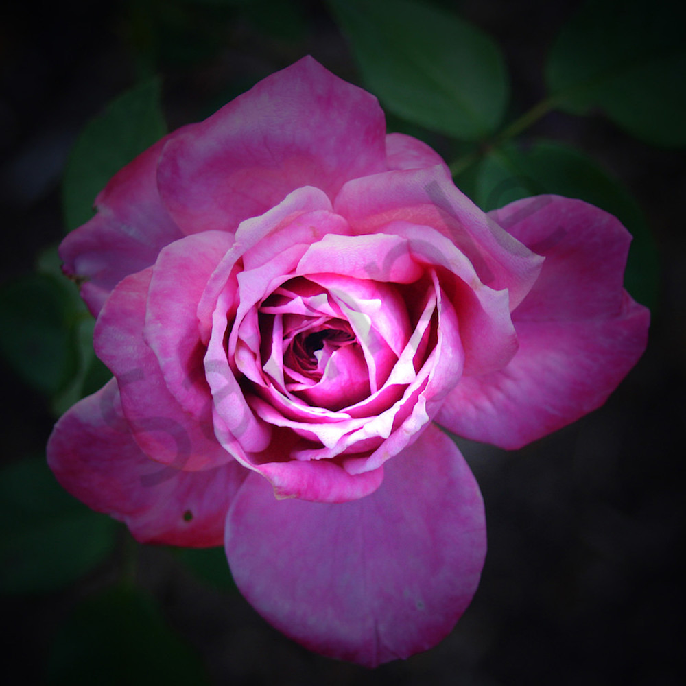Gallica rose website tmkuqt