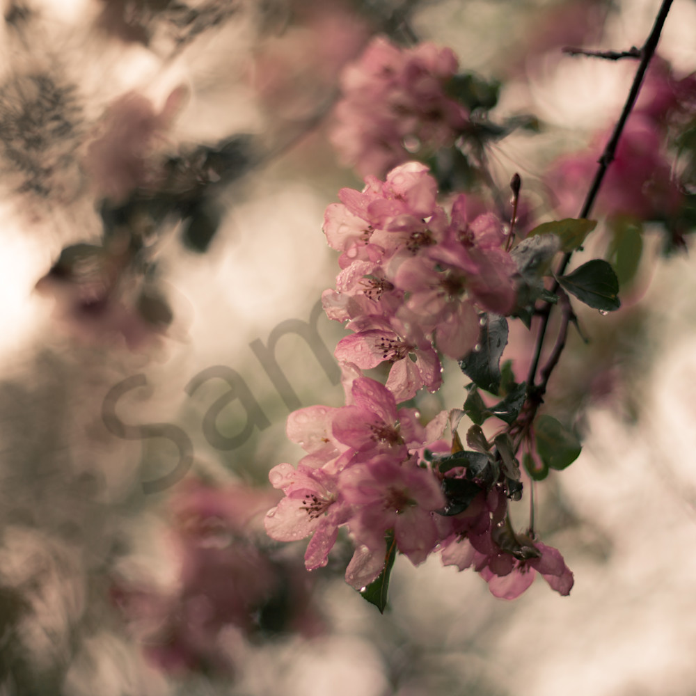 Rain blossoms pbkyea