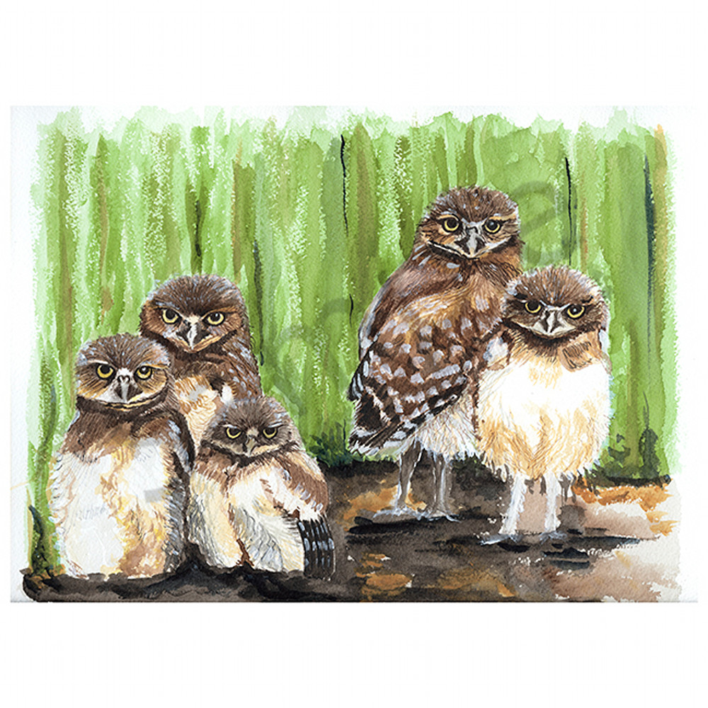 Young burrowing owls ddt5si