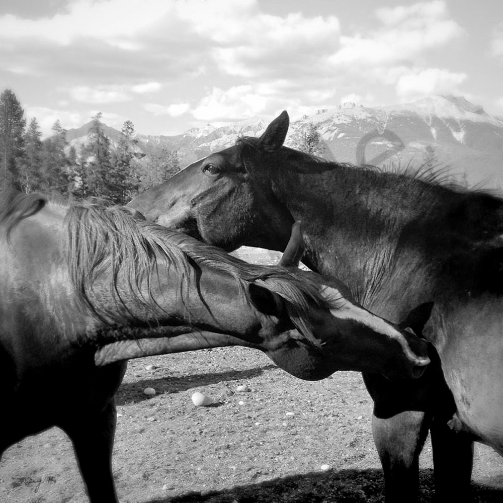 Two horses affection xnhhw3