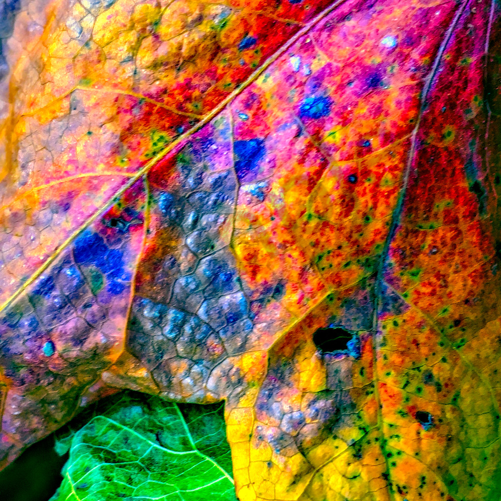 Fall colors gather website xgarxp