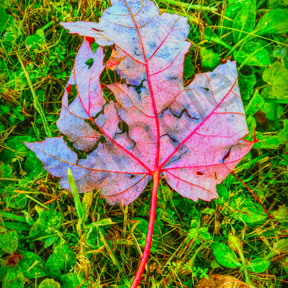 Red leaf in grass website mqtyhf