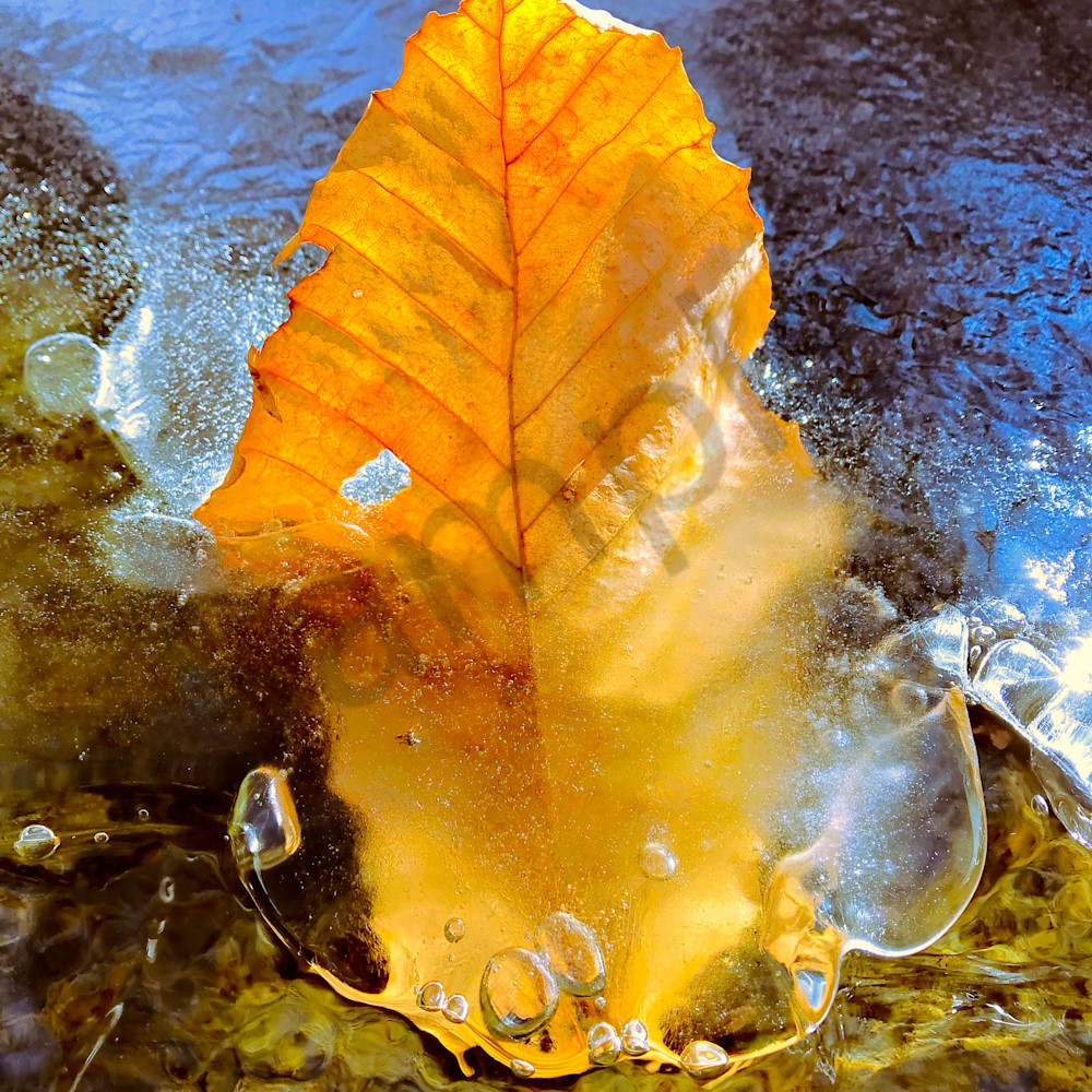 Leaf frozen in stream website icygv1