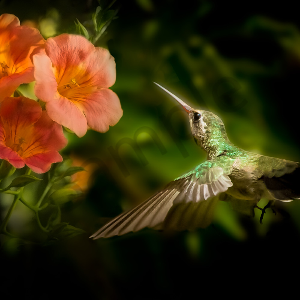 Anna s hummingbird fhocp7