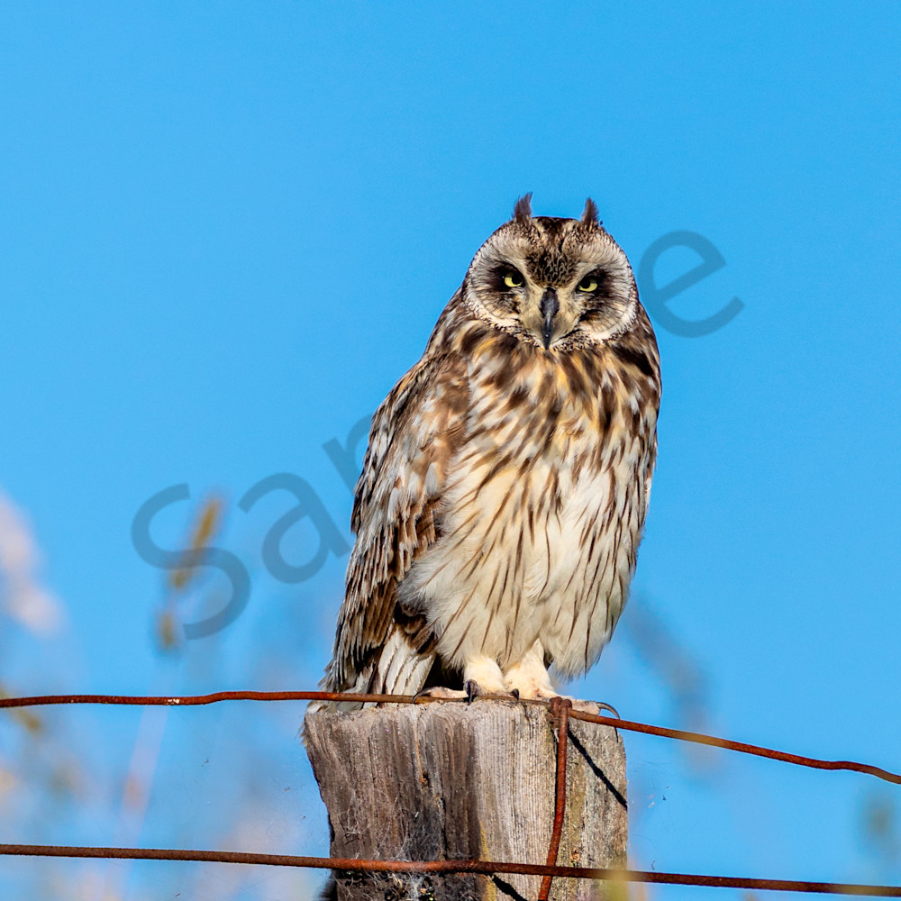 Hawaiian owl ll116 iqiihl