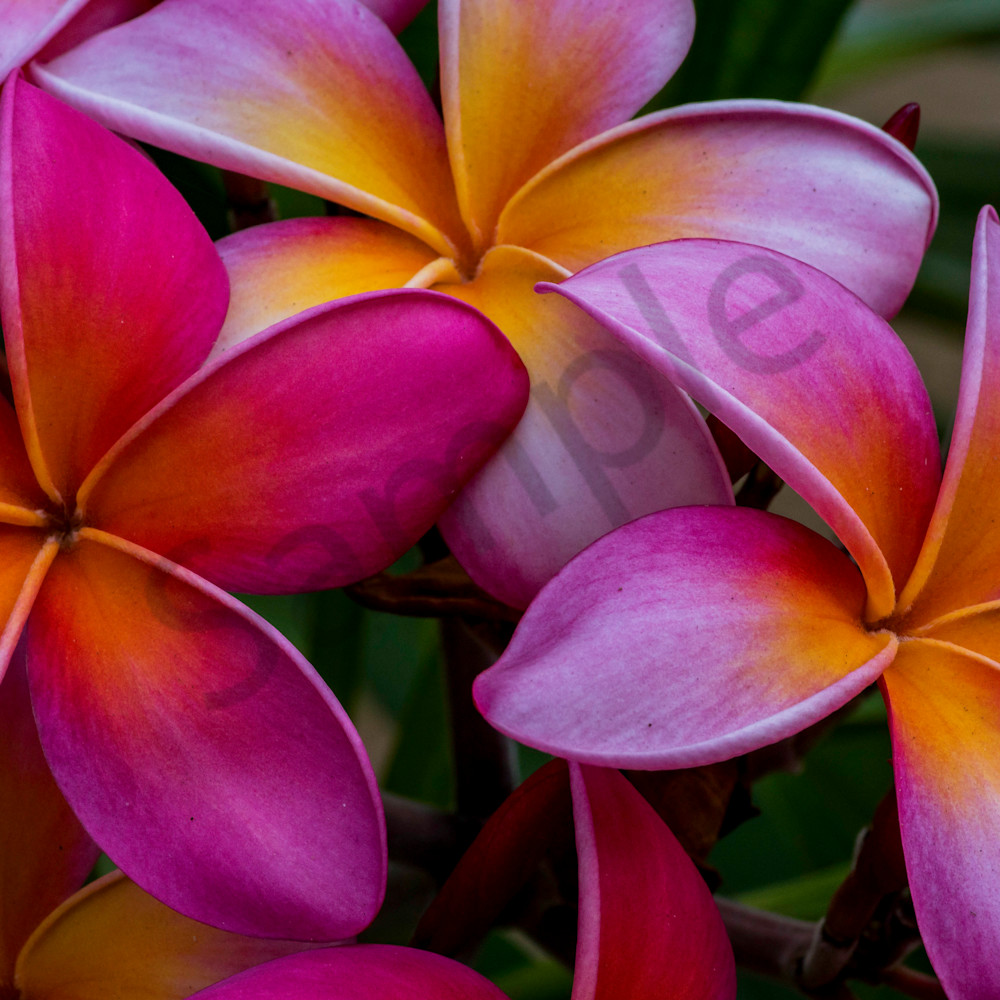 Hawaii Florals Plumeria Rainbow By William Weaver