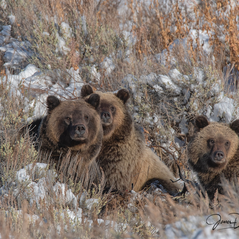 Grizzly Bear 399