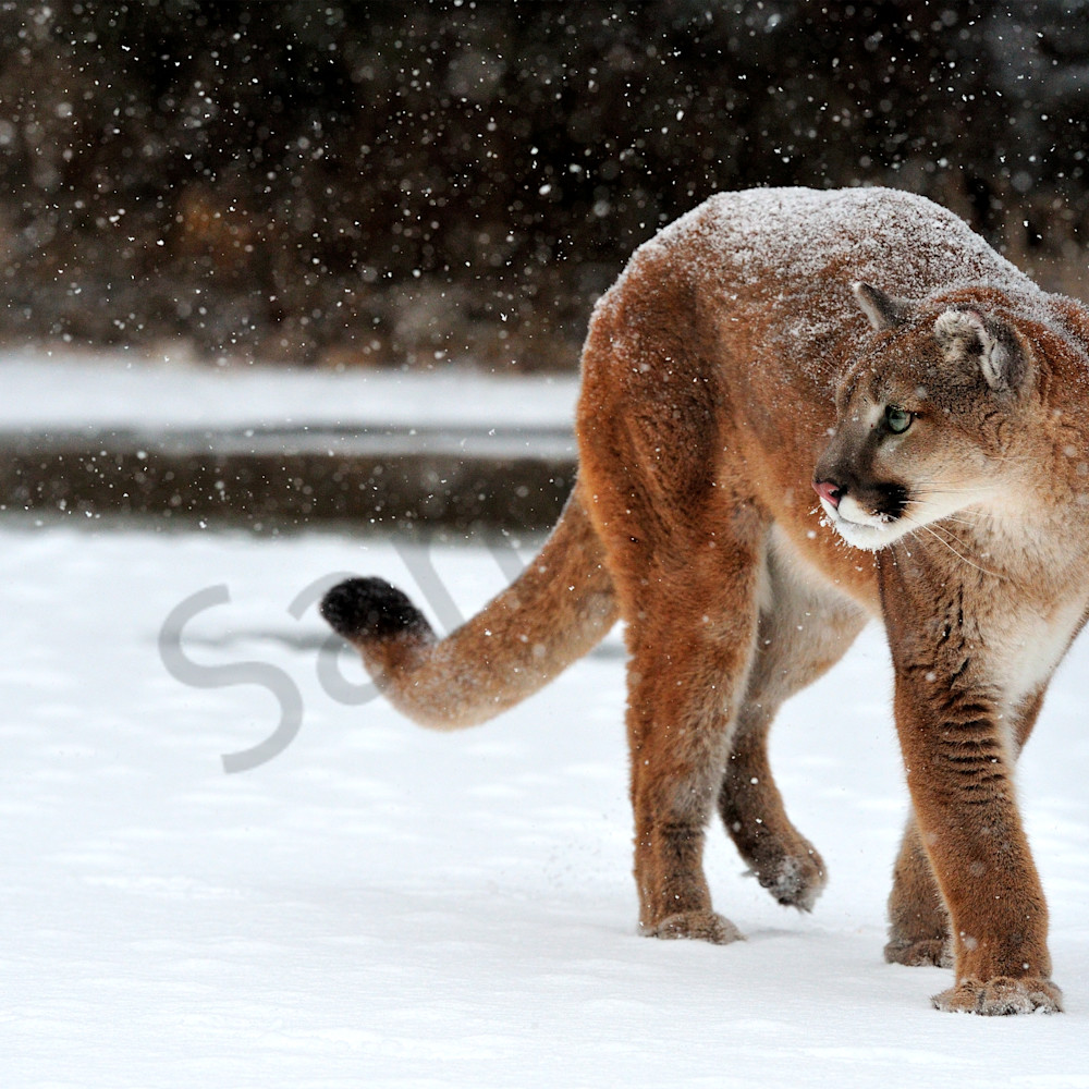 Cougar in snow xntb00