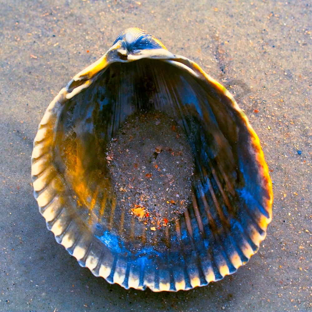 Sand in a shell website ankmlu